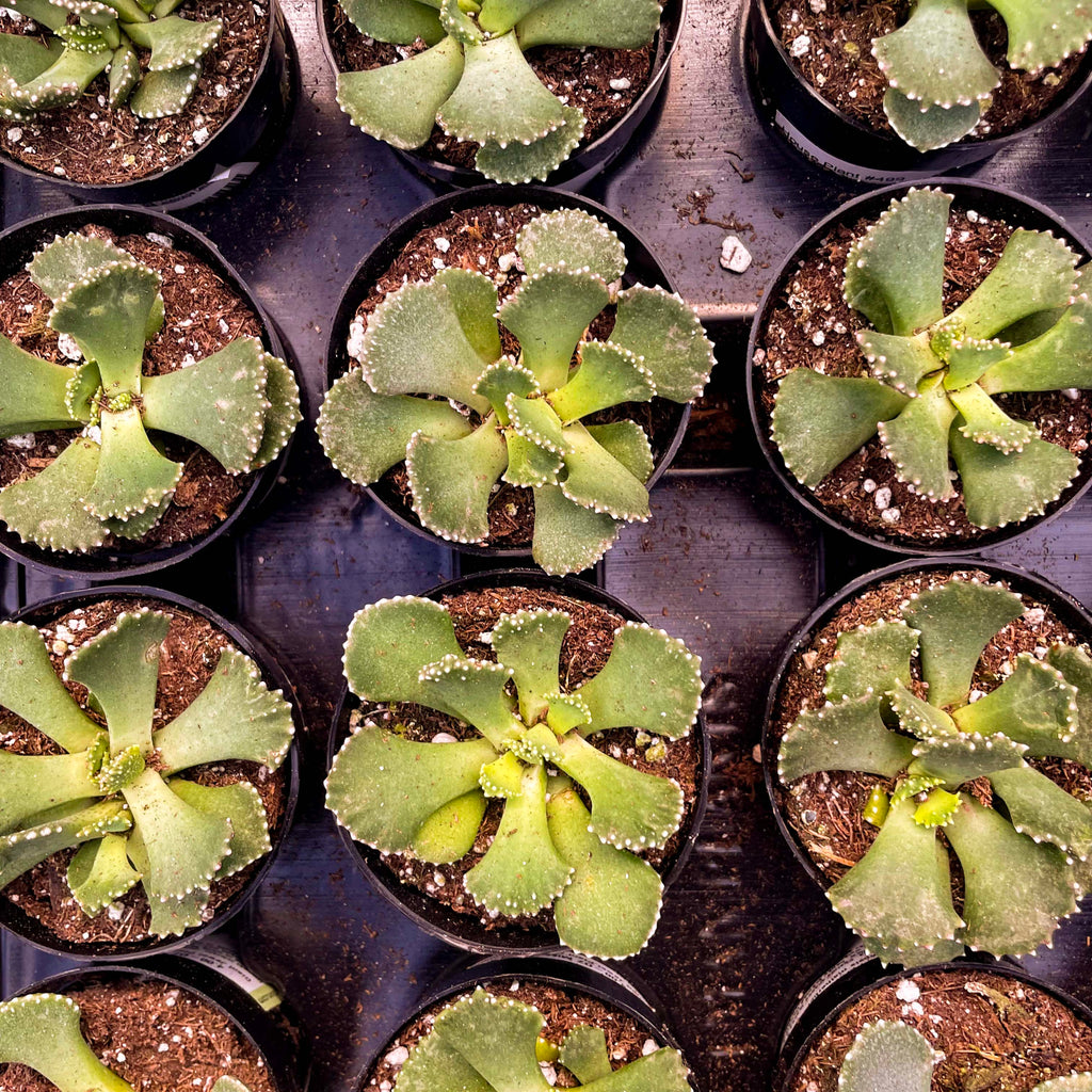 giant jewel succulent Aloinopsis malherbei