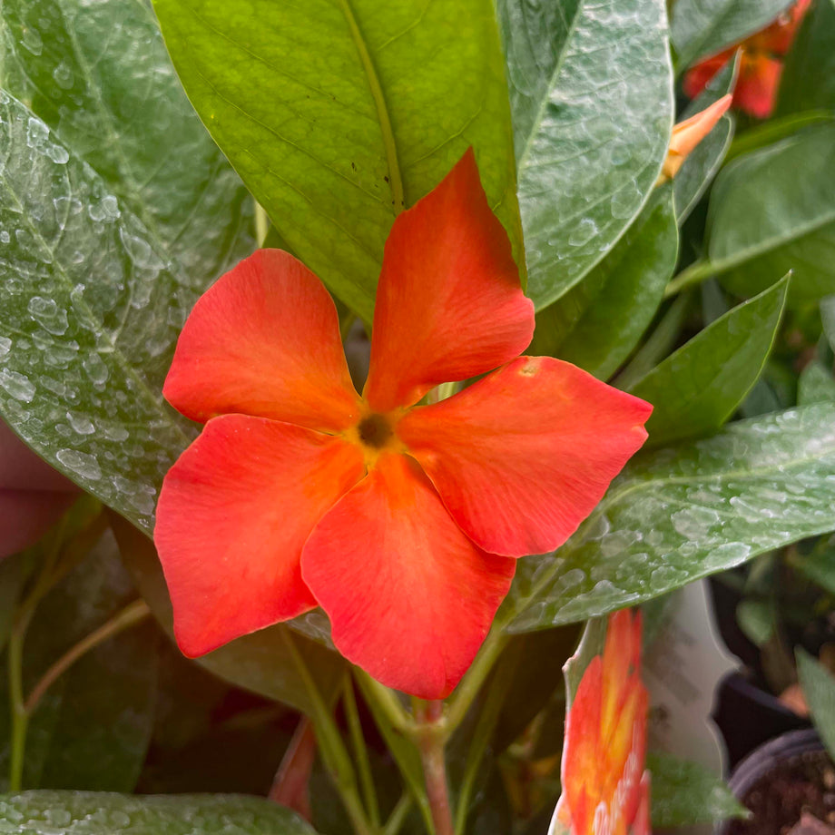 IMG_8966_68666730-2e47-45a2-