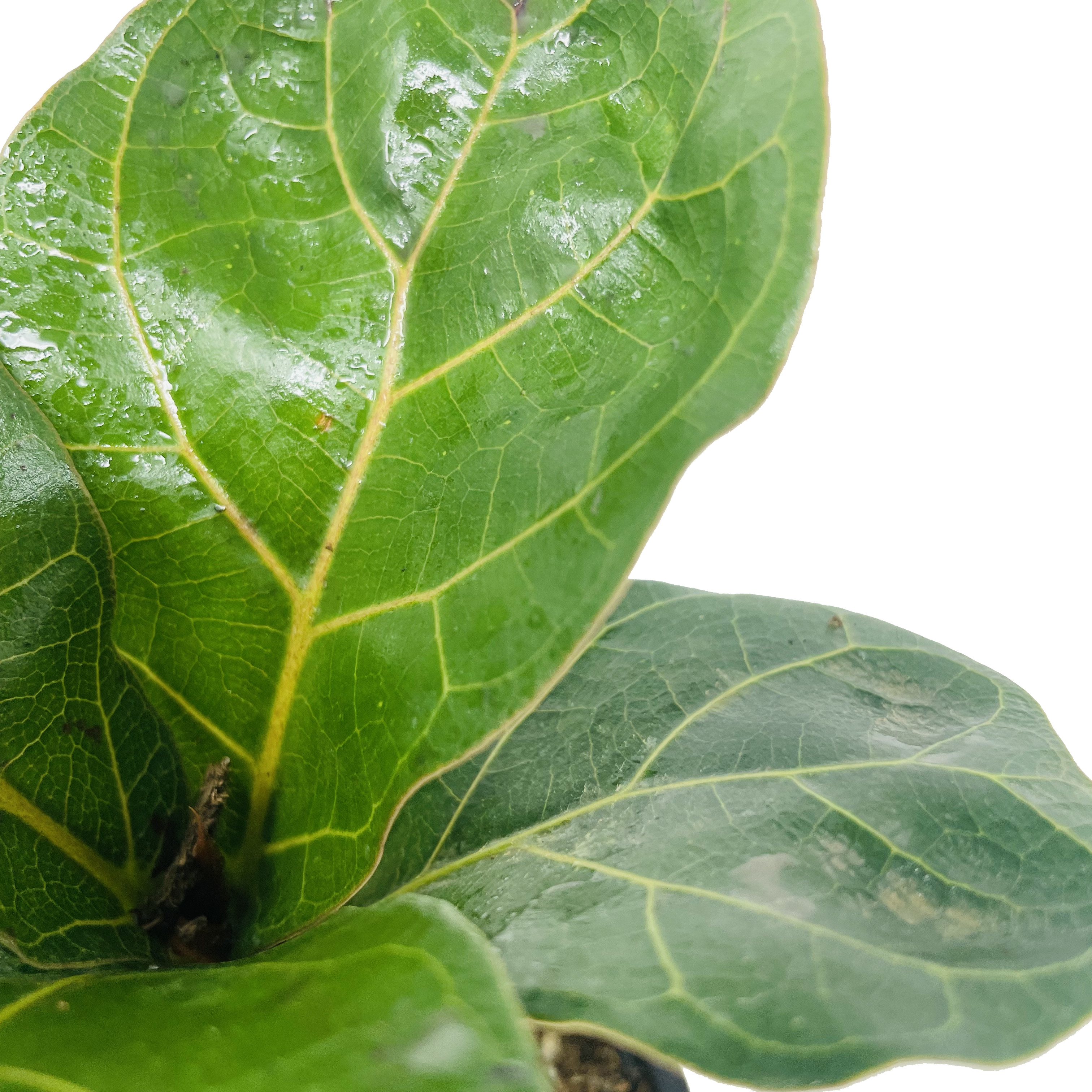fiddle leaf fig austin Ficus lyrata 'Little Sunshine' (Fiddle Leaf Fig) – Southern Idaho Landscape Center