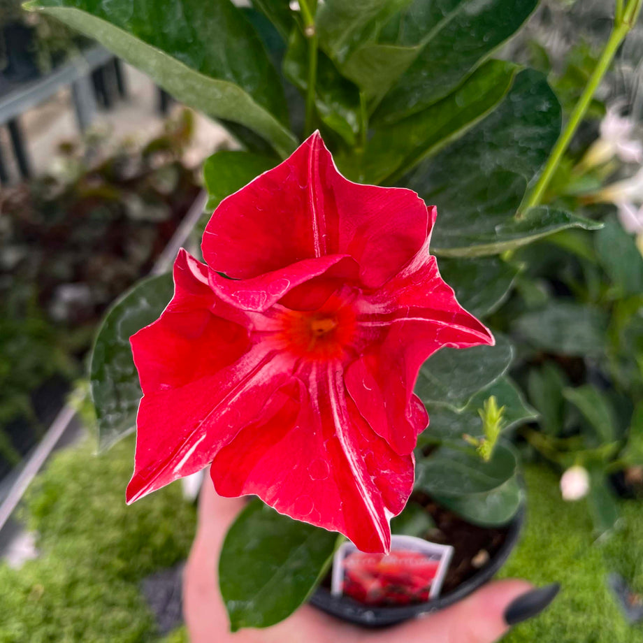Opal Orange Sunrise Vining Mandevilla, Dipladenia, Plant