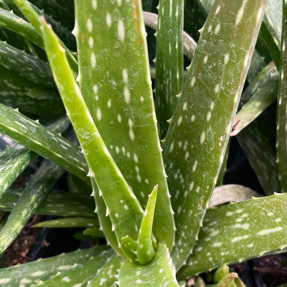 Aloe vera – Southern Idaho Landscape Center