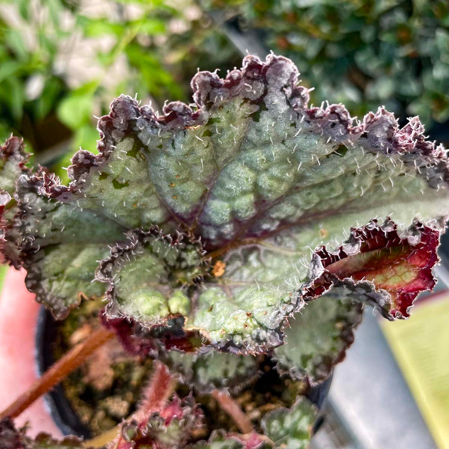 Begonia 'Jurassic Jr. Arctic Twist' – Southern Idaho Landscape Center