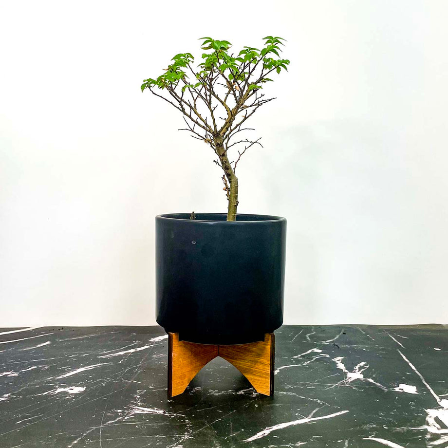 Jacqueline Hillier Elm - Live Bonsai Starter, 4” Grower's Pot