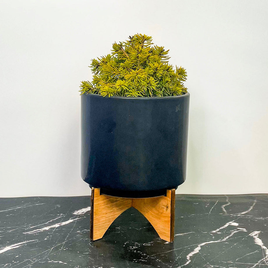 Jana Miniature Norway Spruce - Live Bonsai Starter, 4” Grower's