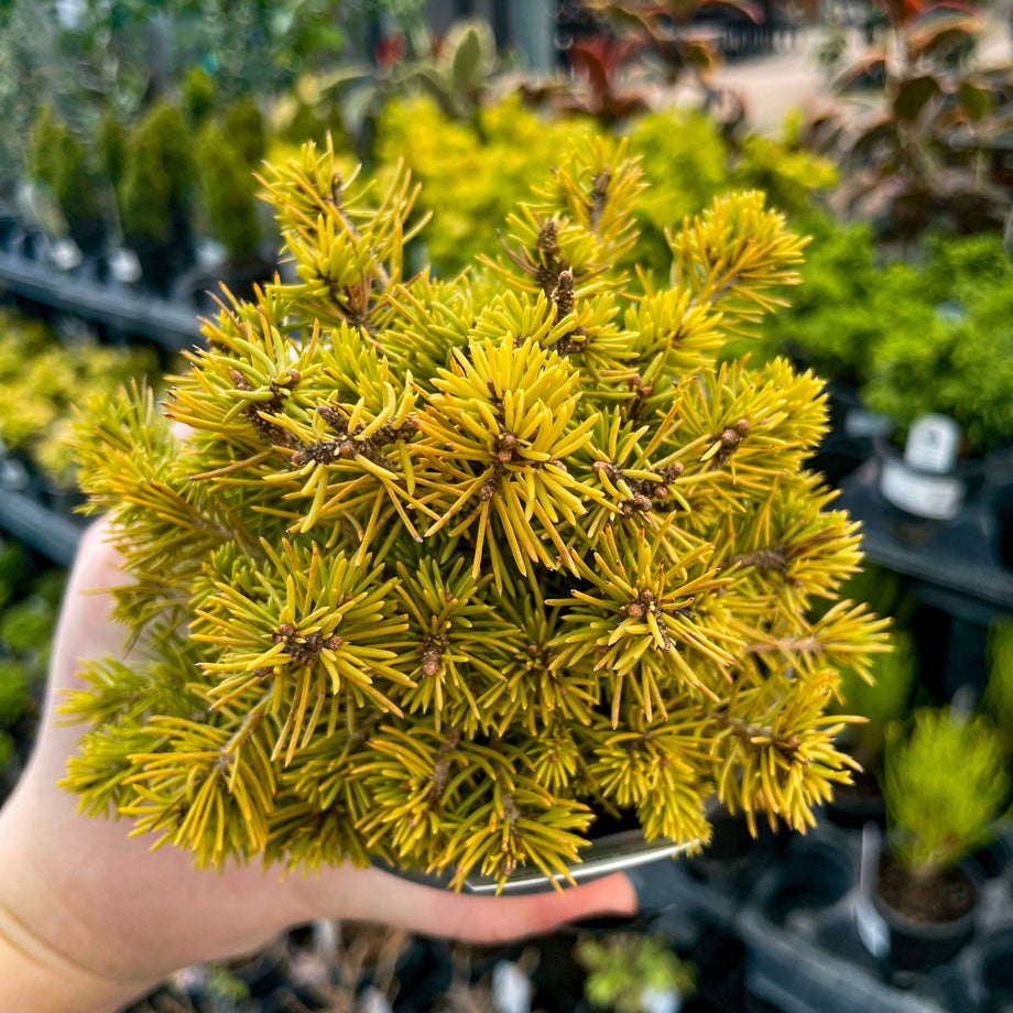 Jana3_460x@2x.jpg?v=1742482344