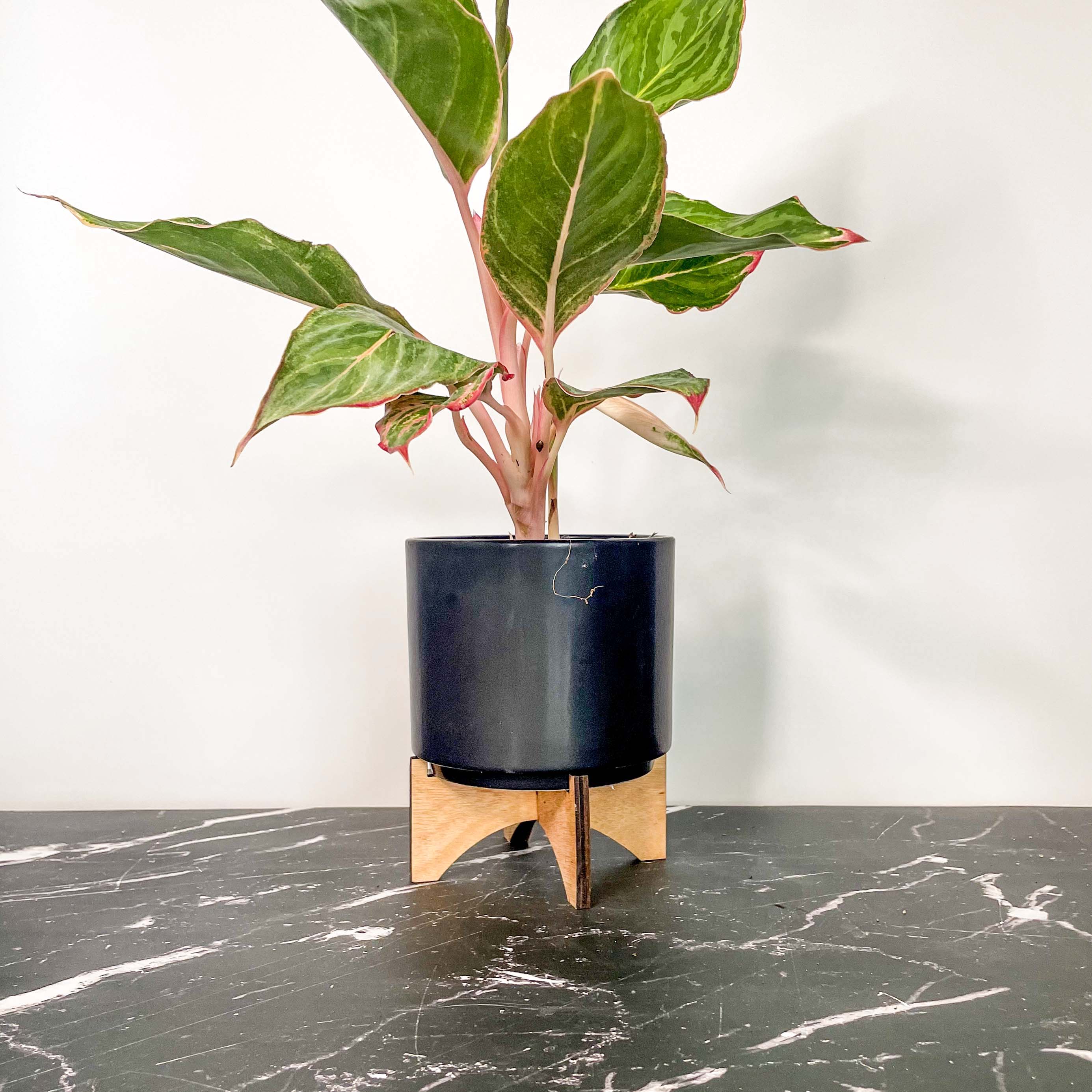 aglaonema moonshine Aglaonema 'Moonstone Miles' (Chinese Evergreen) – Southern Idaho Landscape Center