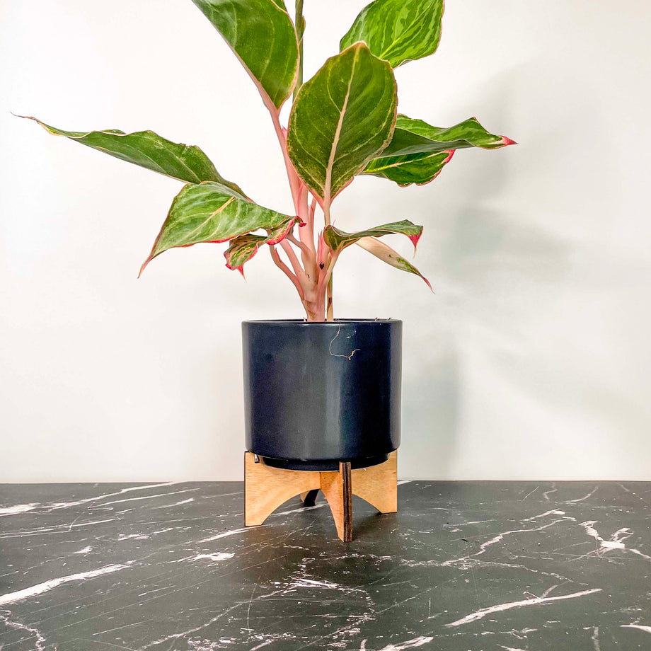 aglaonema misha Aglaonema 'Moonstone Miles' (Chinese Evergreen) – Southern Idaho Landscape  Center