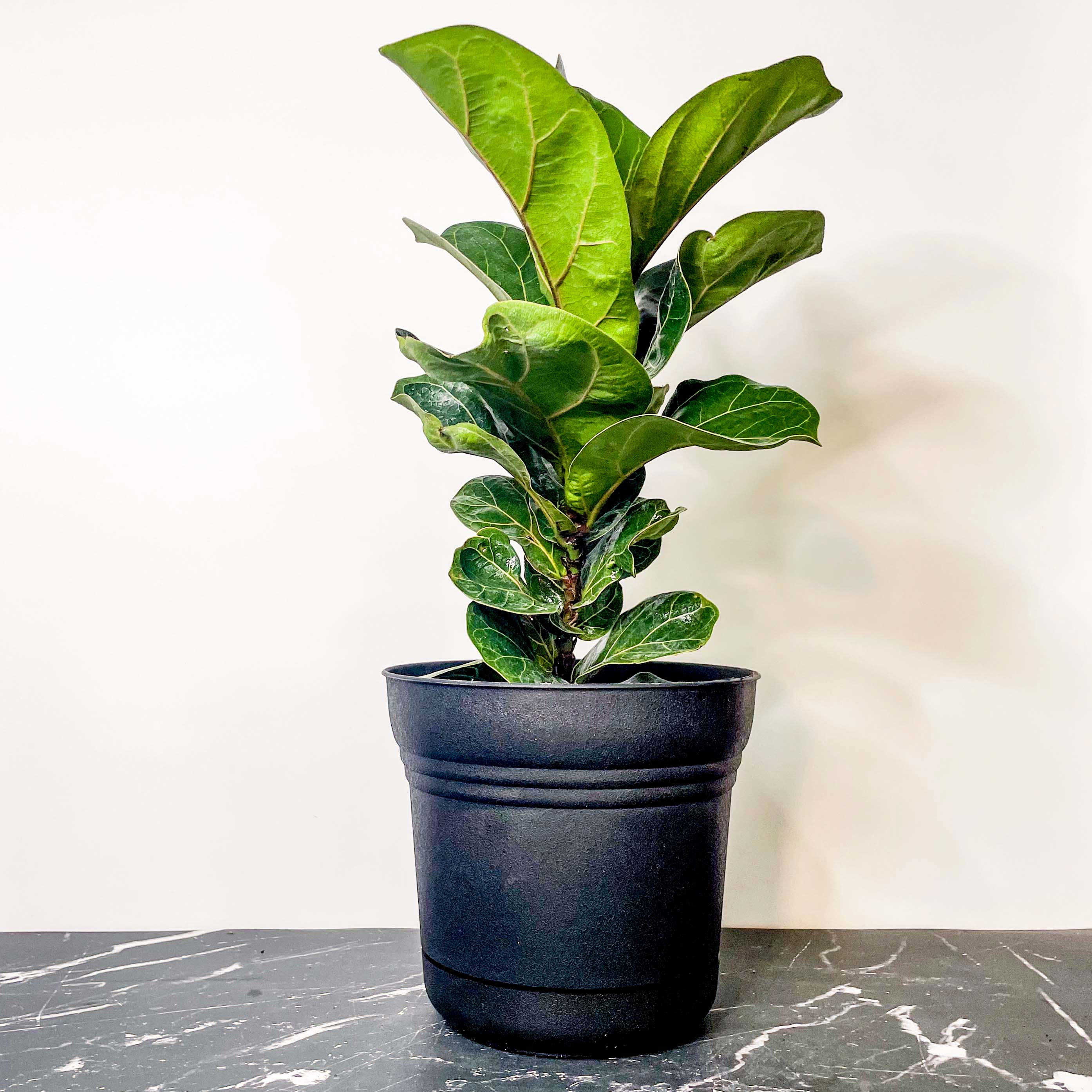 compacta fiddle leaf fig Ficus lyrata 'Little Sunshine' (Fiddle Leaf Fig) – Southern Idaho Landscape Center
