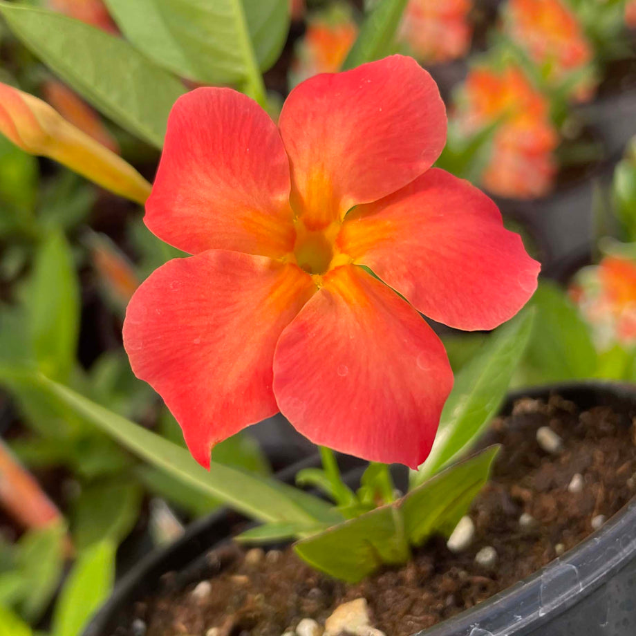 Opal Orange Sunrise Vining Mandevilla, Dipladenia, Plant