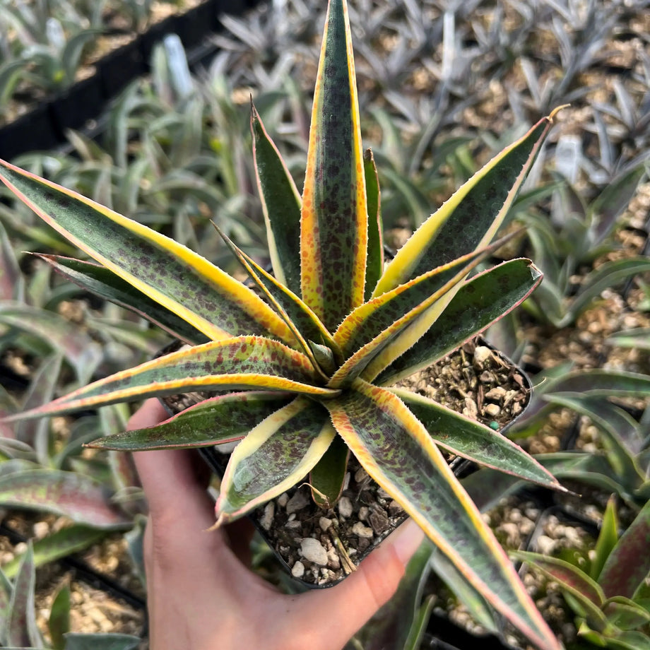 pineapple sansevieria Mangave 'Pineapple Punch' – Southern Idaho Landscape Center