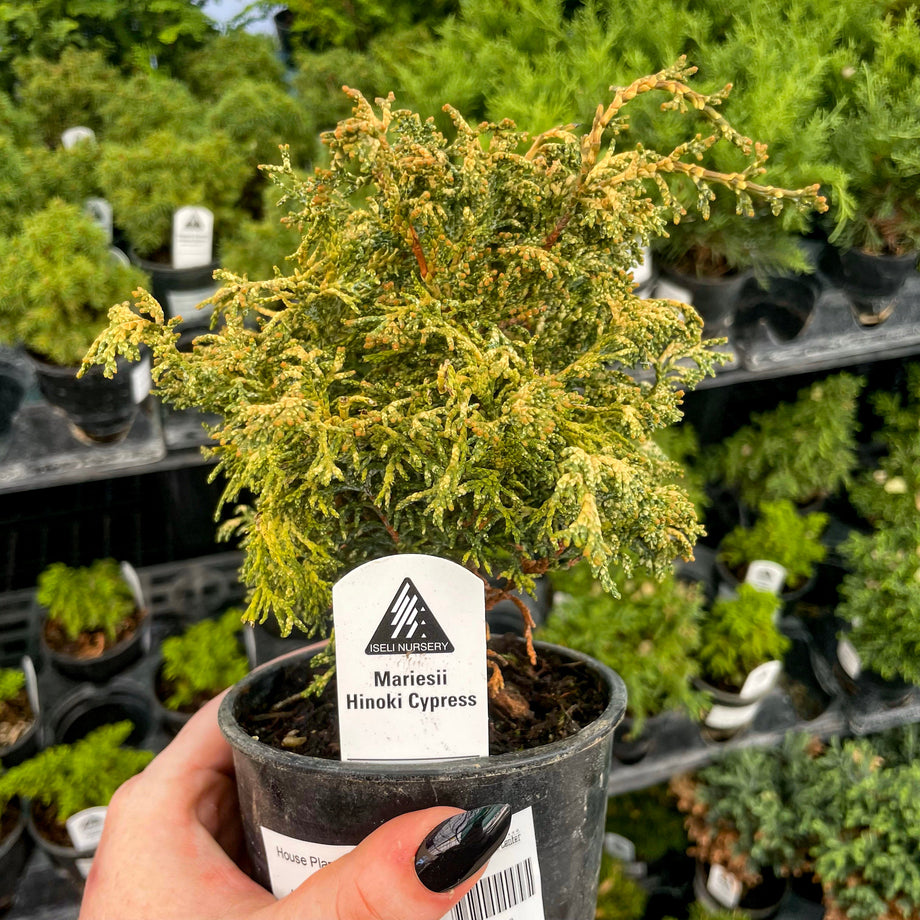 Mariesii Hinoki Cypress