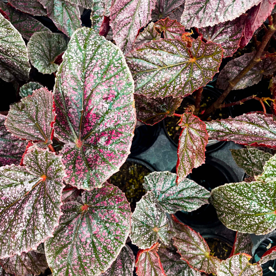 Begonia 'Miss Mummy' – Southern Idaho Landscape Center