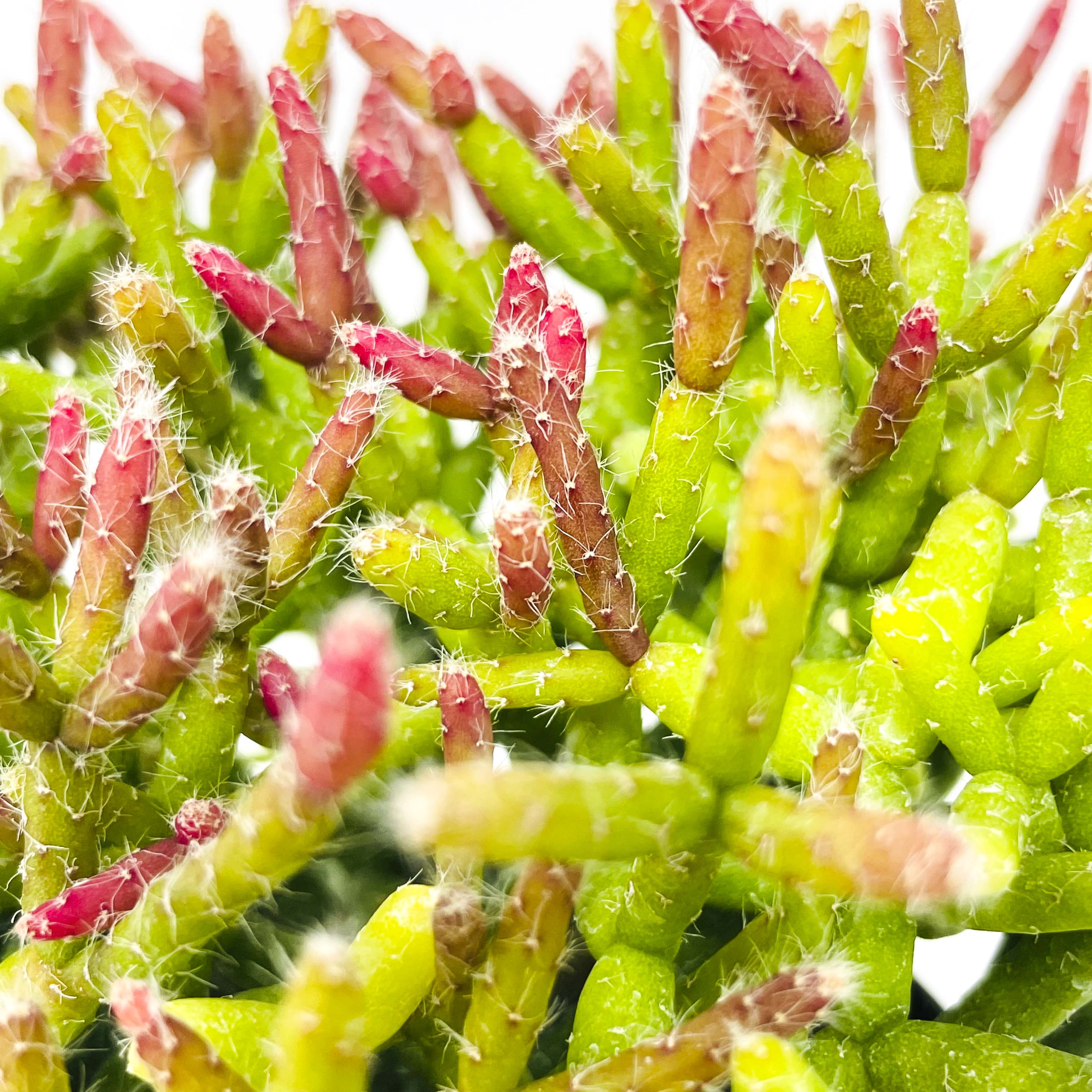 mistletoe succulent Rhipsalis burchellii