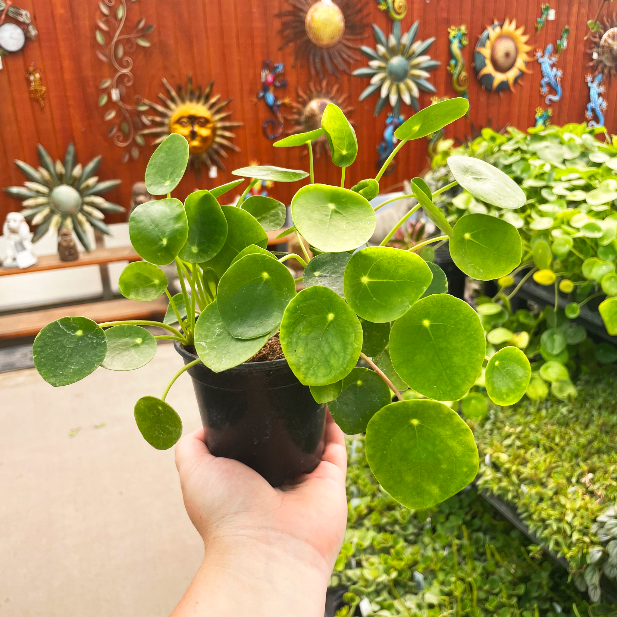 garden money plant Pilea peperomioides