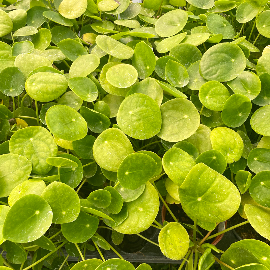 circle money plant Pilea peperomioides