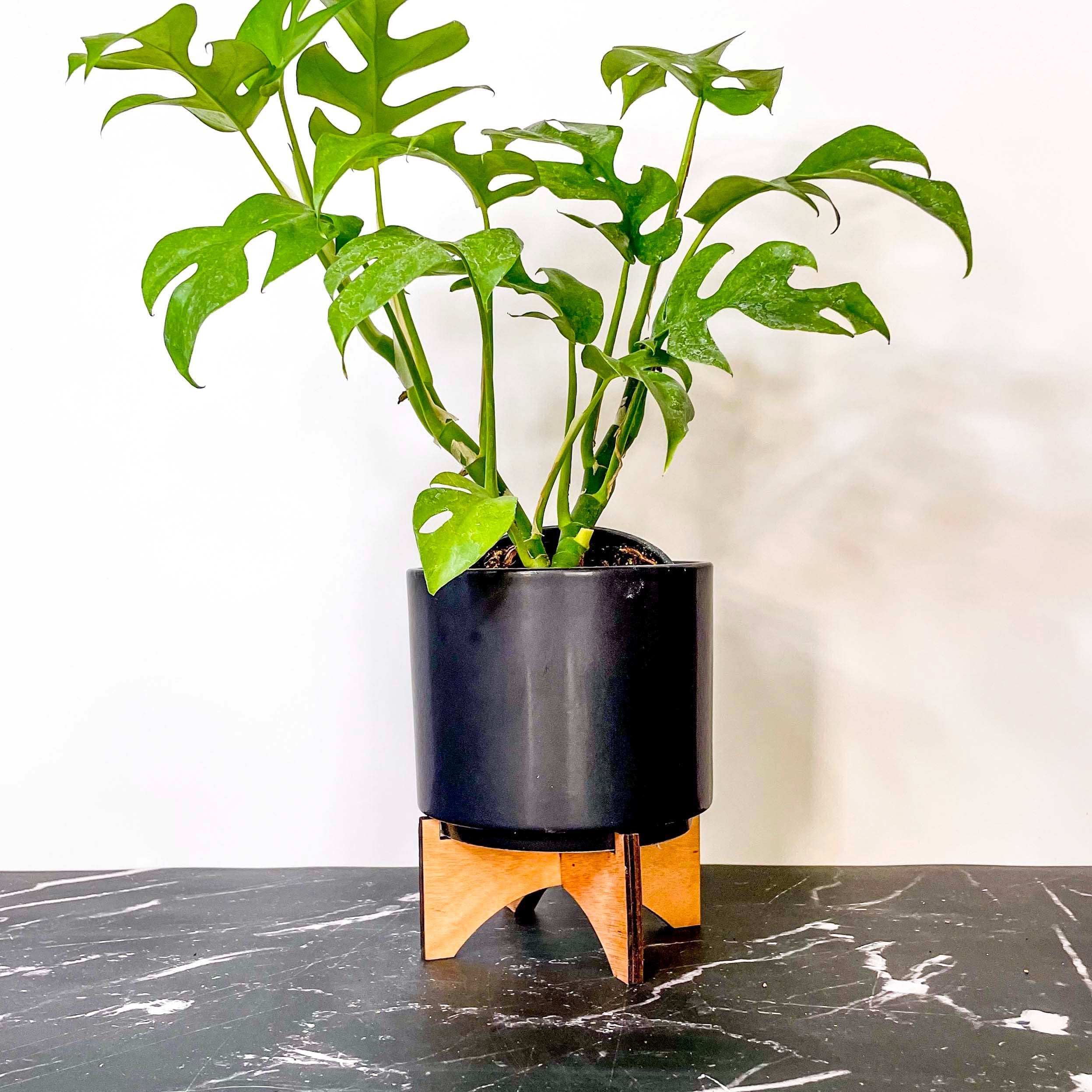 Rhaphidophora tetrasperma / Monstera minima 12cm