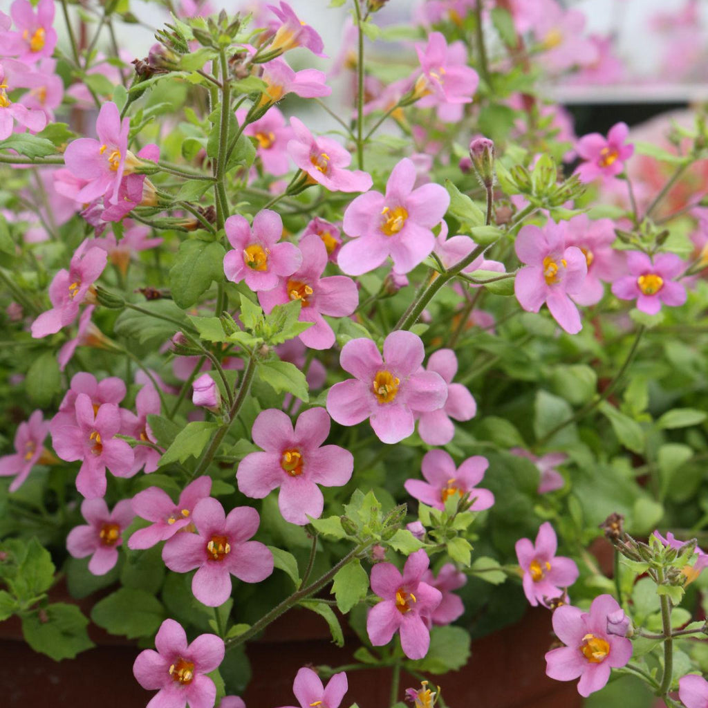 Betty Pink Bacopa – Southern Idaho Landscape Center