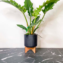 philodendron narrow escape mature Philodendron 'Narrow Escape' – Southern Idaho Landscape Center