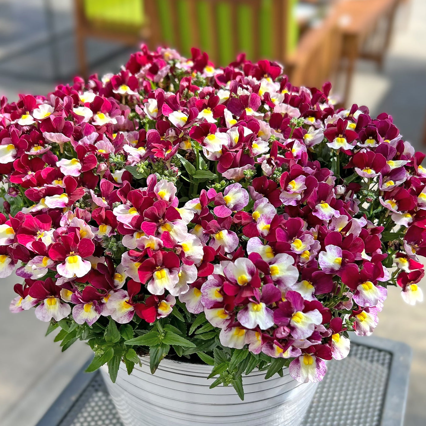 EyMuMiA  Escential Cherryberry Nemesia – Southern Idaho Landscape Center
