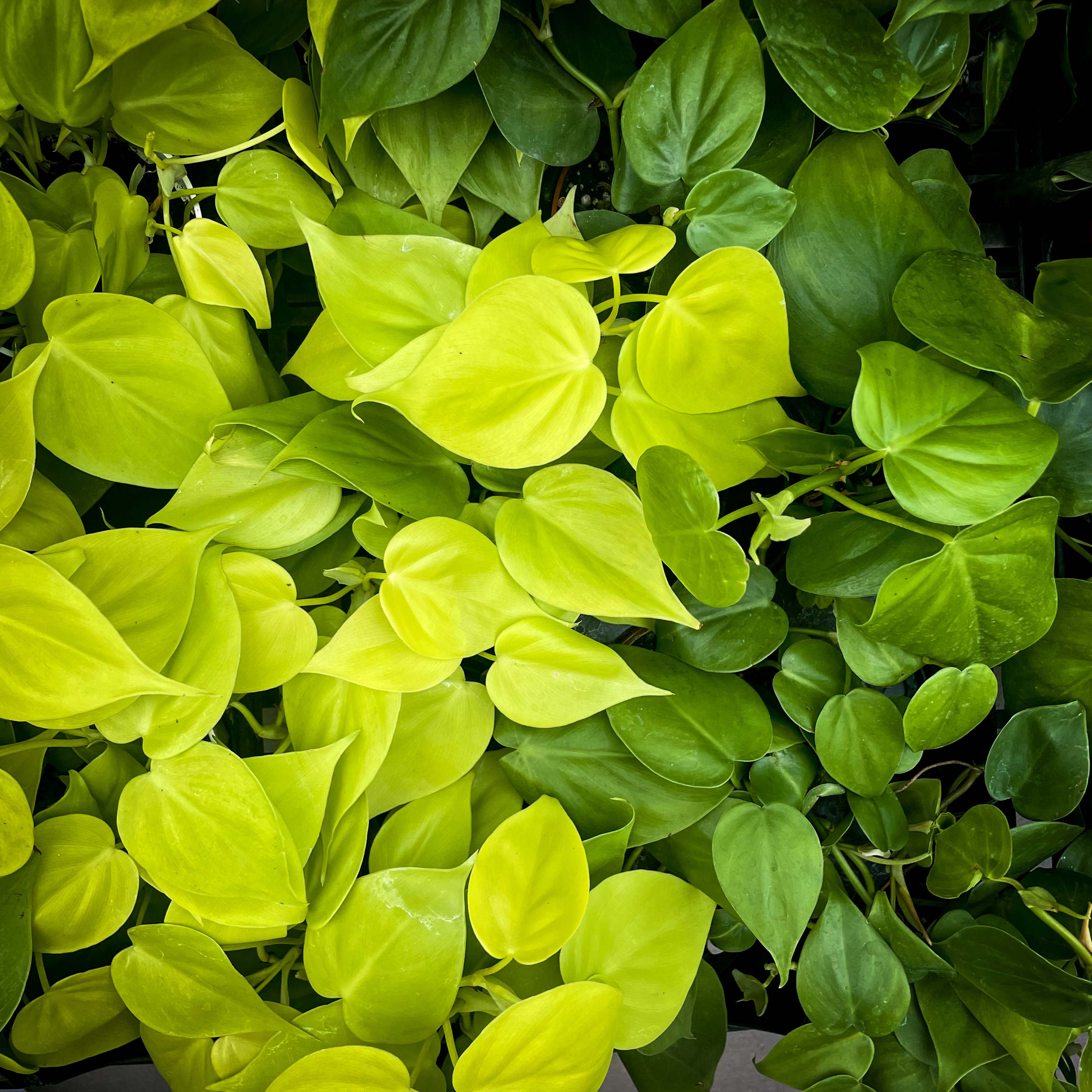 philodendron cordatum lime Philodendron cordatum 'Neon' (Heartleaf) – Southern Idaho Landscape Center