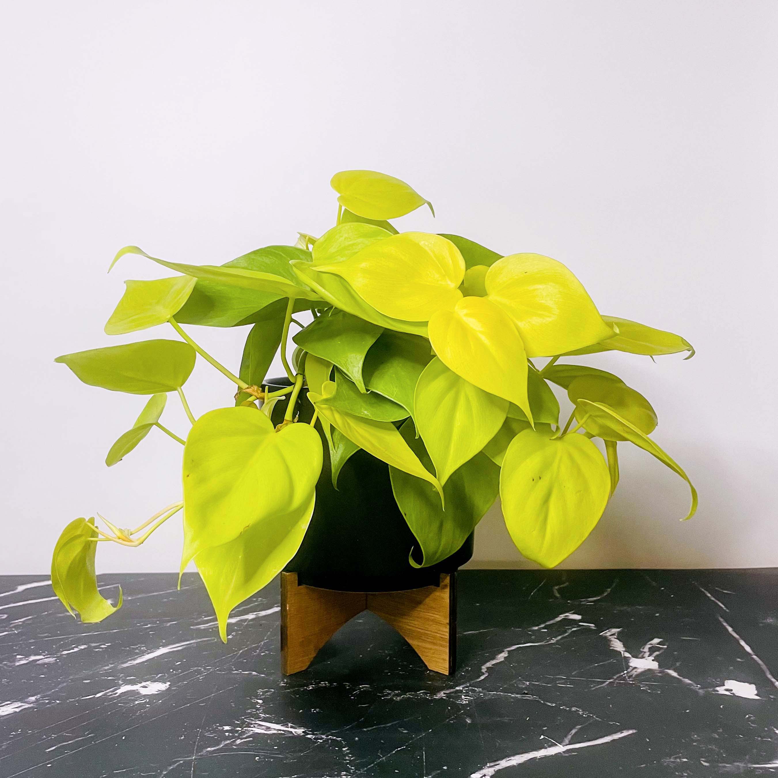philodendron annulatum Philodendron cordatum 'Neon' (Heartleaf) – Southern Idaho Landscape Center
