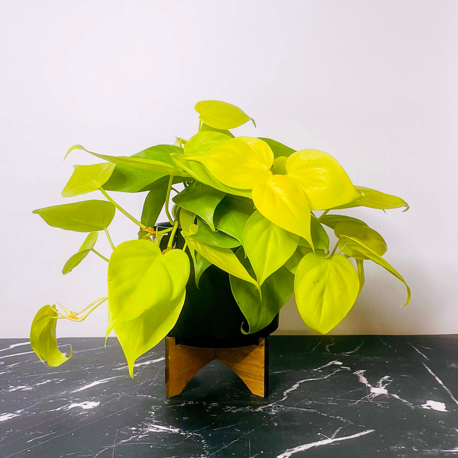 philodendron cordatum lime Philodendron cordatum 'Neon' (Heartleaf) – Southern Idaho Landscape Center
