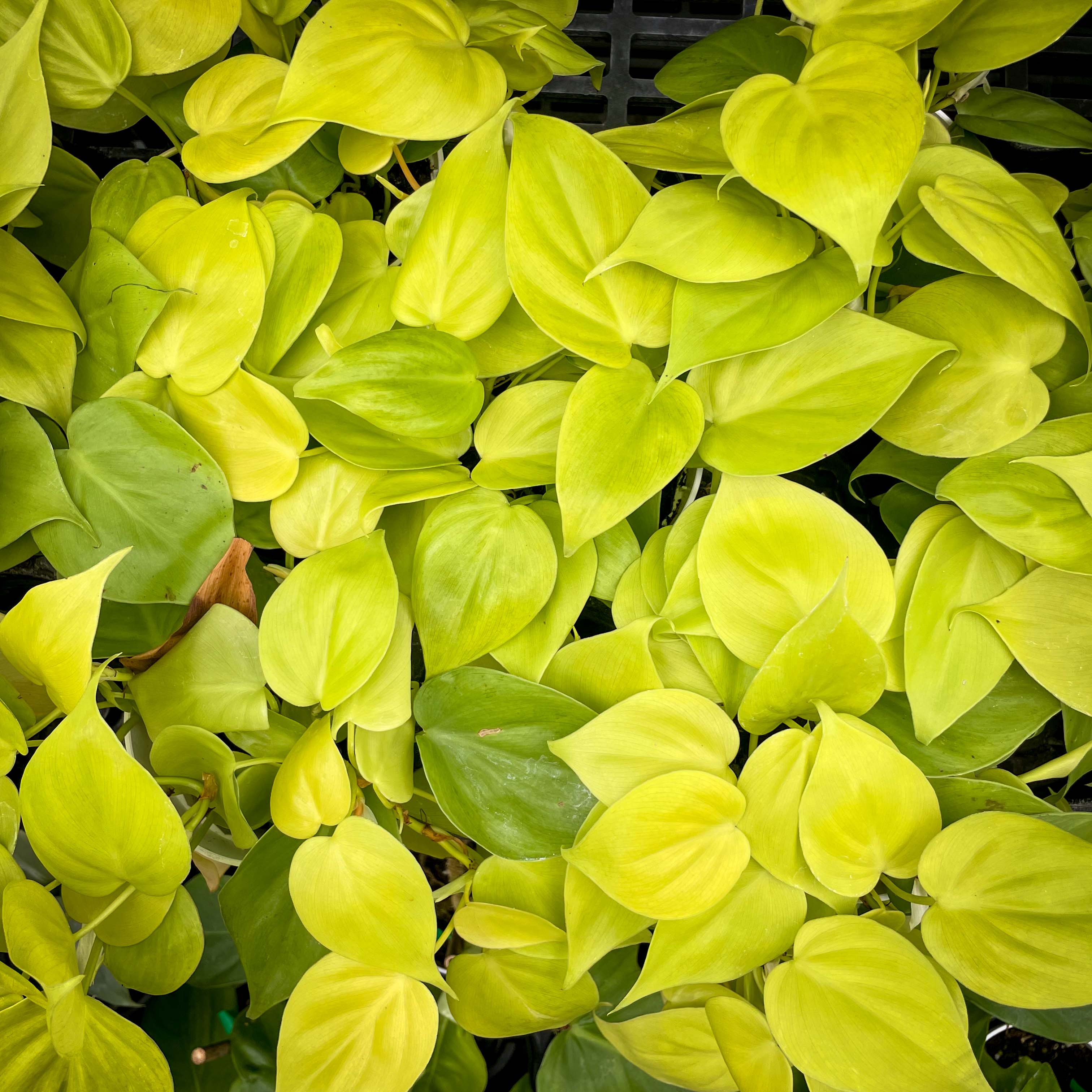 neon heart leaf philodendron care Philodendron cordatum ‘Neon’ (Heartleaf)