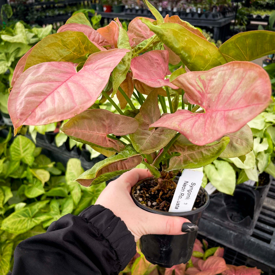 syngonium hanging plant Syngonium podophyllum 'Neon Robusta' (Arrowhead Plant 'Neon Robusta') 4.5" LP