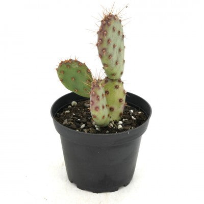 prickly pear cactus sunburn Opuntia x basilaris 'Baby Rita' (Dwarf Prickly Pear Cactus)