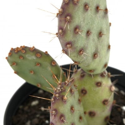 baby prickly pear cactus Opuntia x basilaris 'Baby Rita' (Dwarf Prickly Pear Cactus)