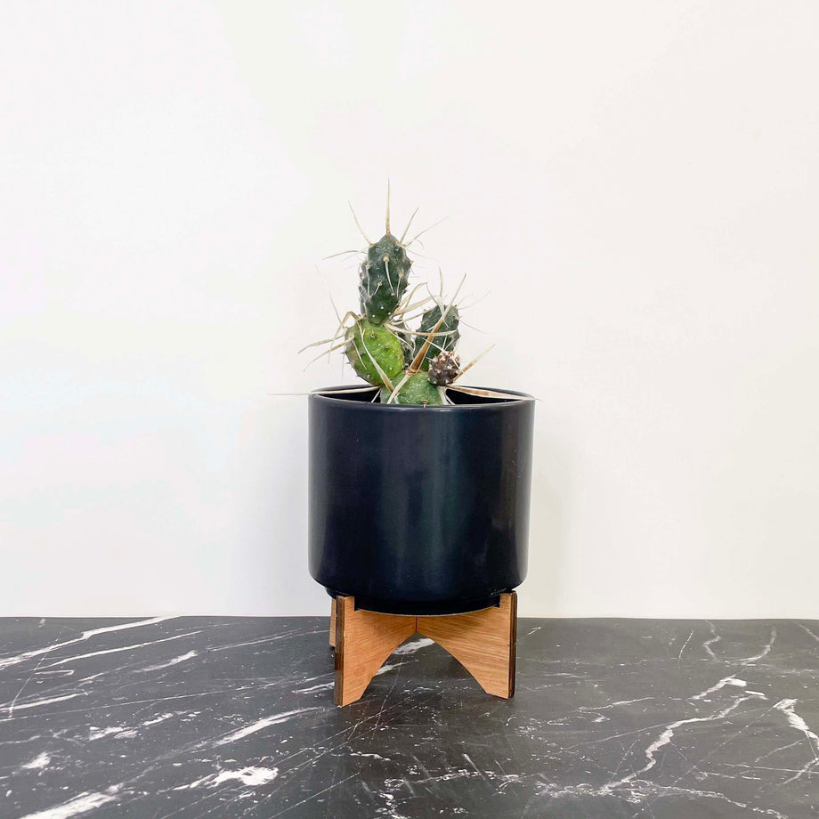 PaperSpineCactus_460x@2x.jpg?v