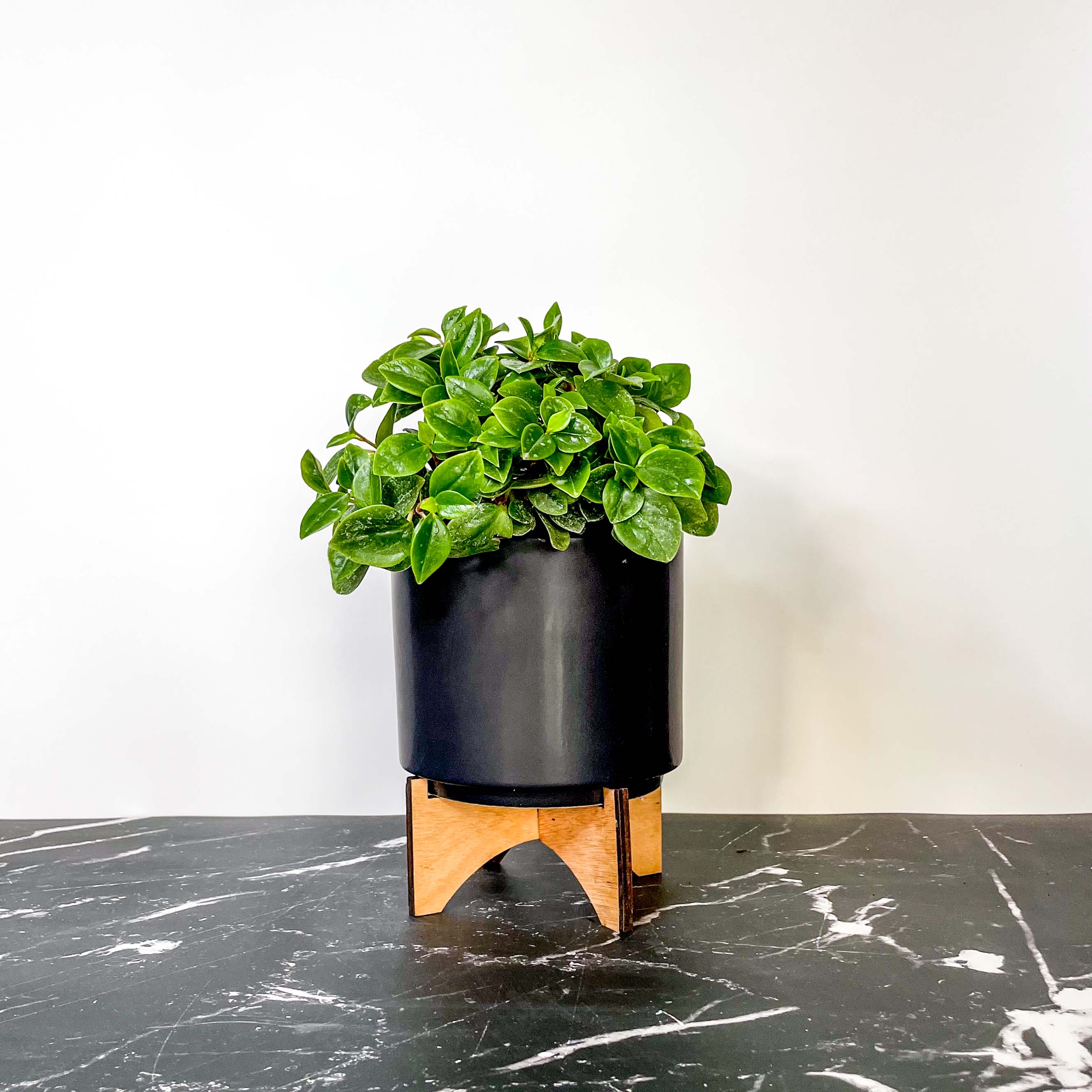 peperomia indoor plants with very tiny leaves Peperomia cubensis – Southern Idaho Landscape Center