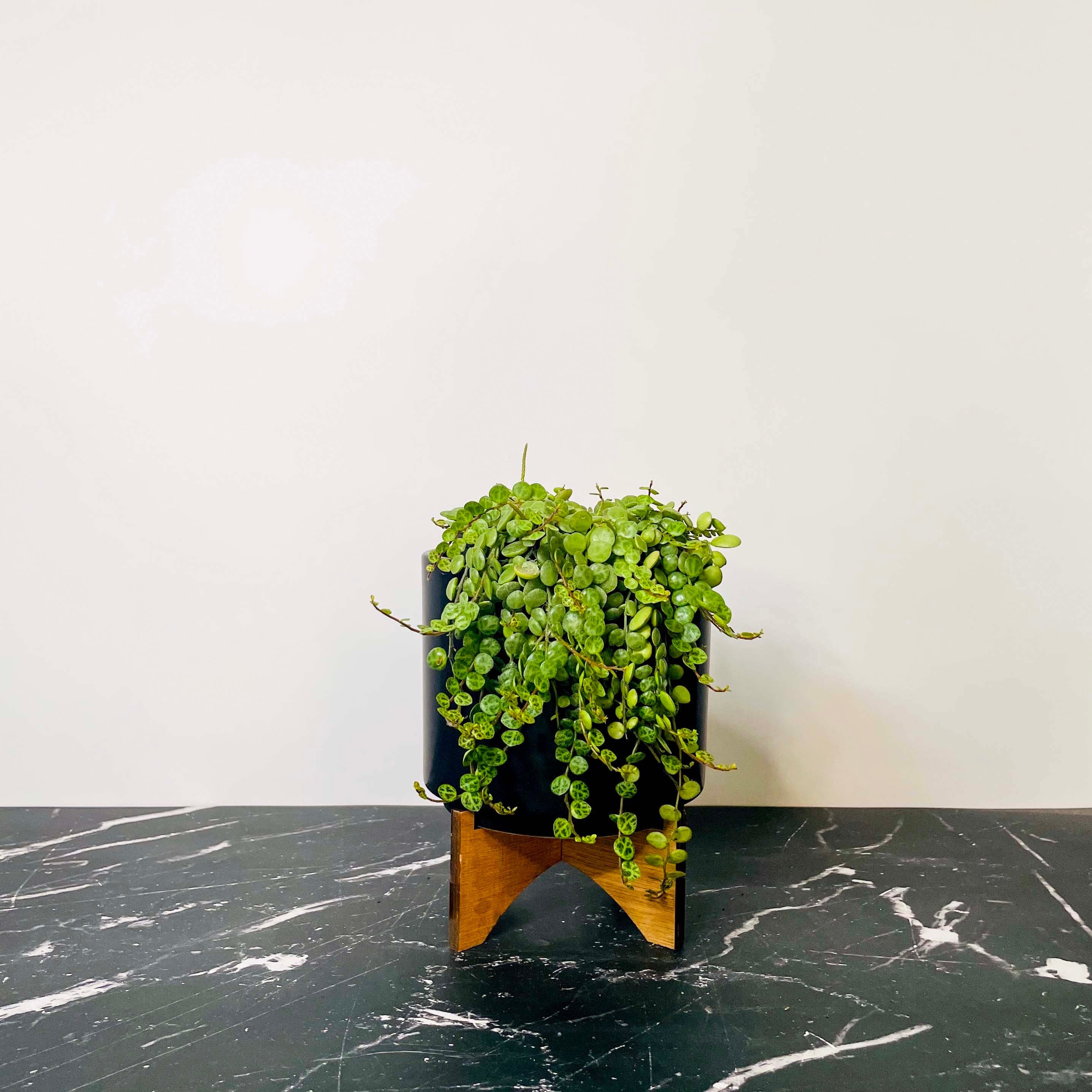 string of turtles hanging plant String of Turtles Peperomia – Southern Idaho Landscape Center