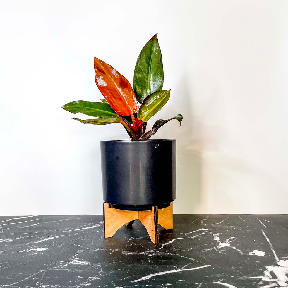 philodendron verrucosum rankhilfe Philodendron verrucosum Amazon Sunset – Berlinplant