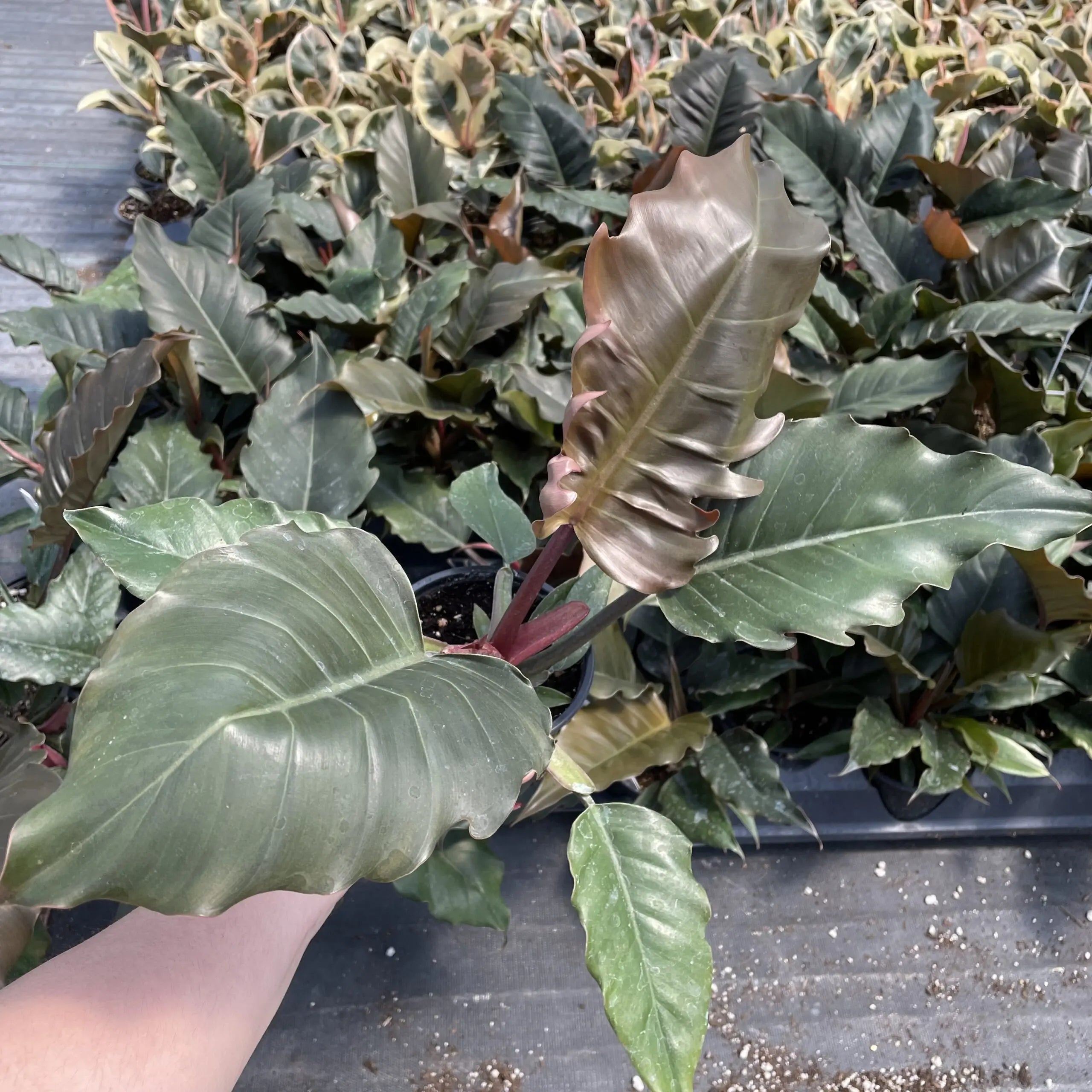 empress philodendron Philodendron 'Choco Empress'