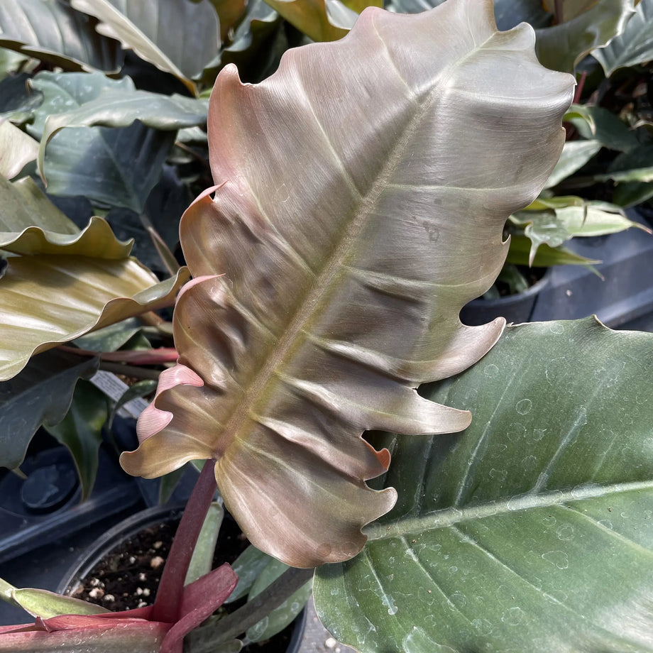 philodendron sp choco Philodendron 'Choco Empress' – Southern Idaho Landscape Center