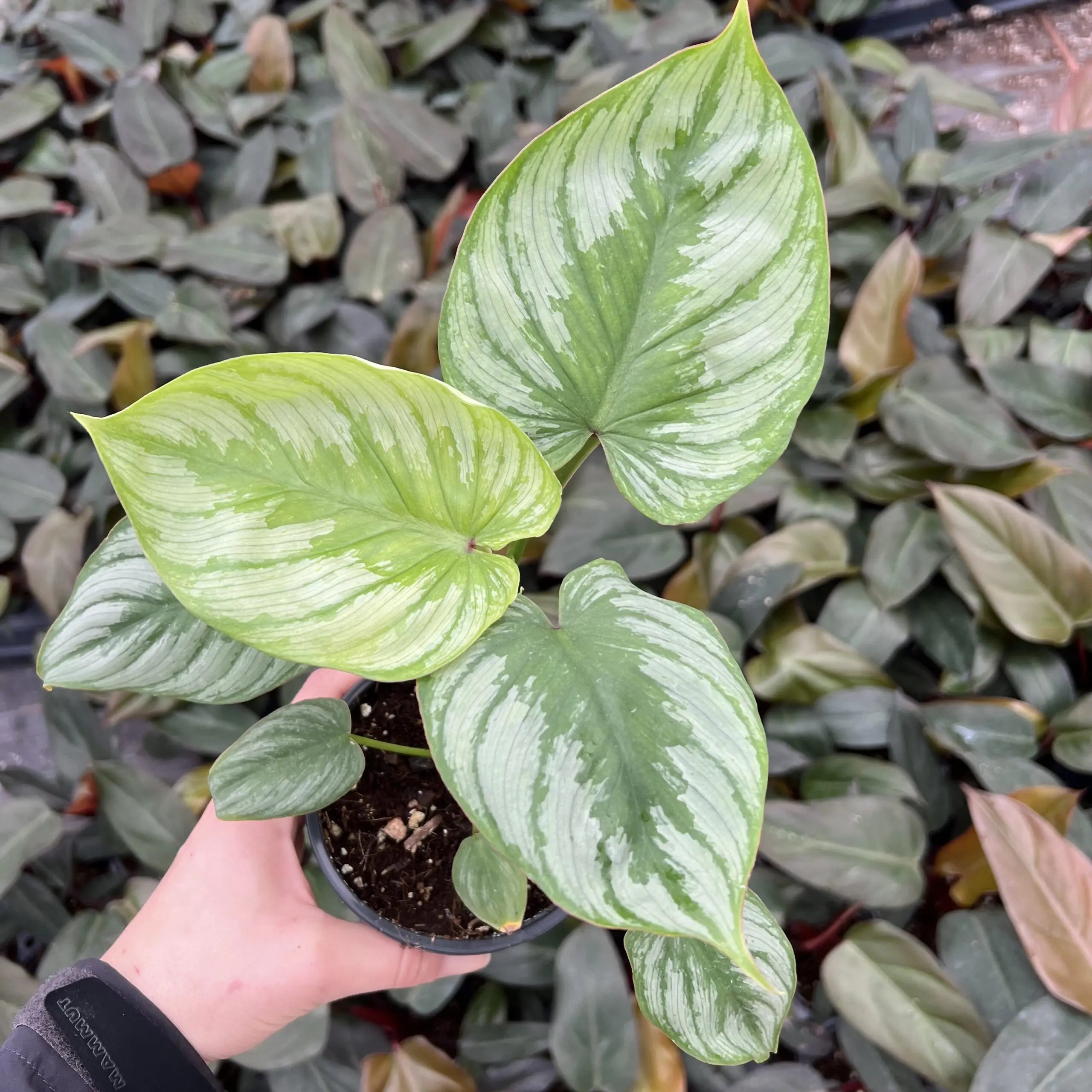 philodendron silver cloud Philodendron 'Silver Cloud'