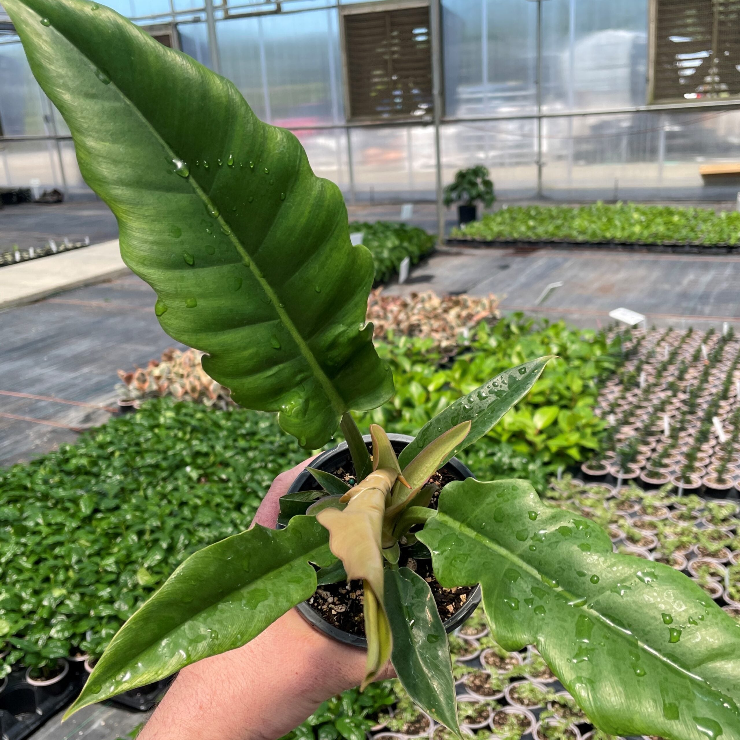 philodendron narrow flowers Philodendron ‘Narrow Escape’