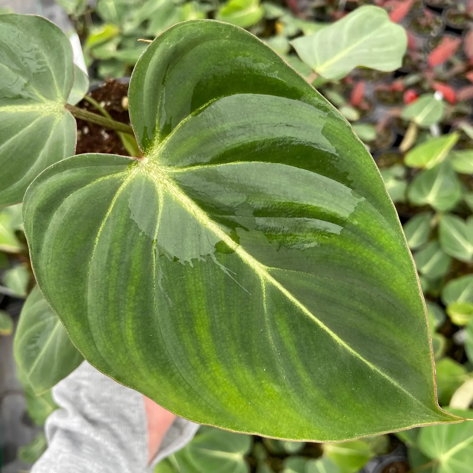 velvety philodendron Philodendron gloriosum (Velvet Philodendron) – Southern Idaho Landscape Center