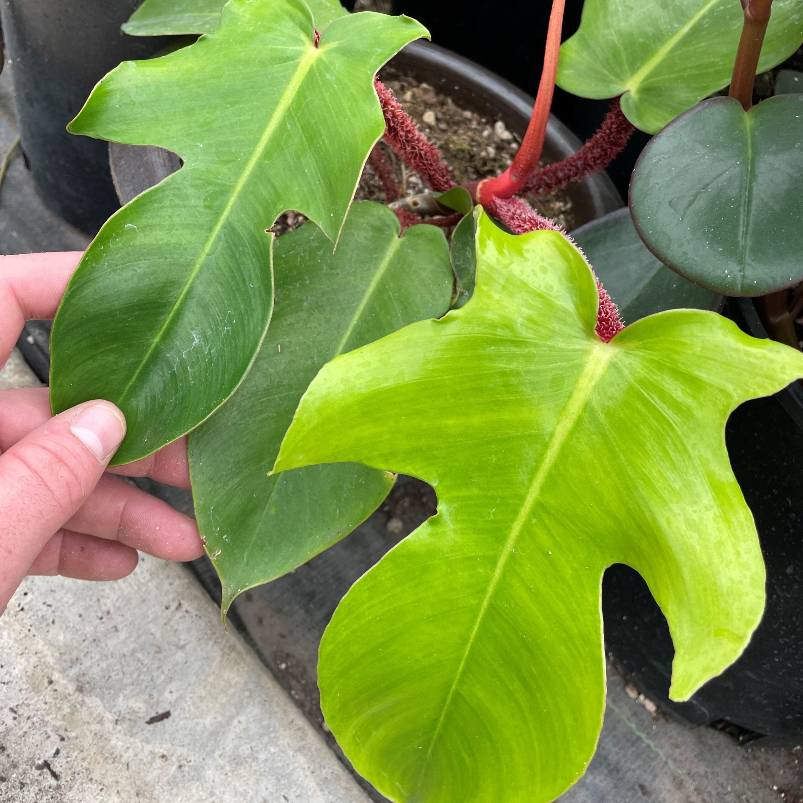 red stem philodendron Philodendron squamiferum