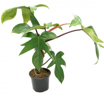 florida green philodendron Plant in a Box Sweetheart Plant - Philodendron 'florida Green' - Height 20-30cm