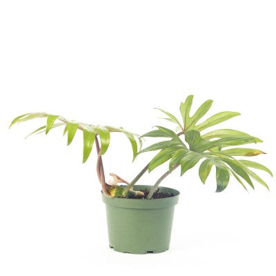 tahiti philodendron Philodendron mayoi 'Tahiti' – Southern Idaho Landscape Center
