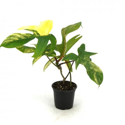 philodendron florida variegata Philodendron Florida Beauty Variegated | Philo Florida Beauty in 4.5” Pot | Rare Indoor Plants for Delivery | Houseplant for sale