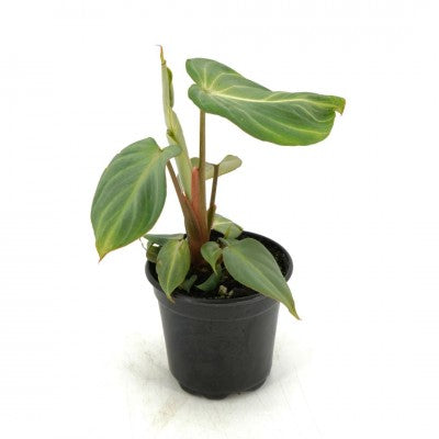 Philodendron gloriosum Dark Form (Velvet Philodendron) – Southern Idaho  Landscape Center