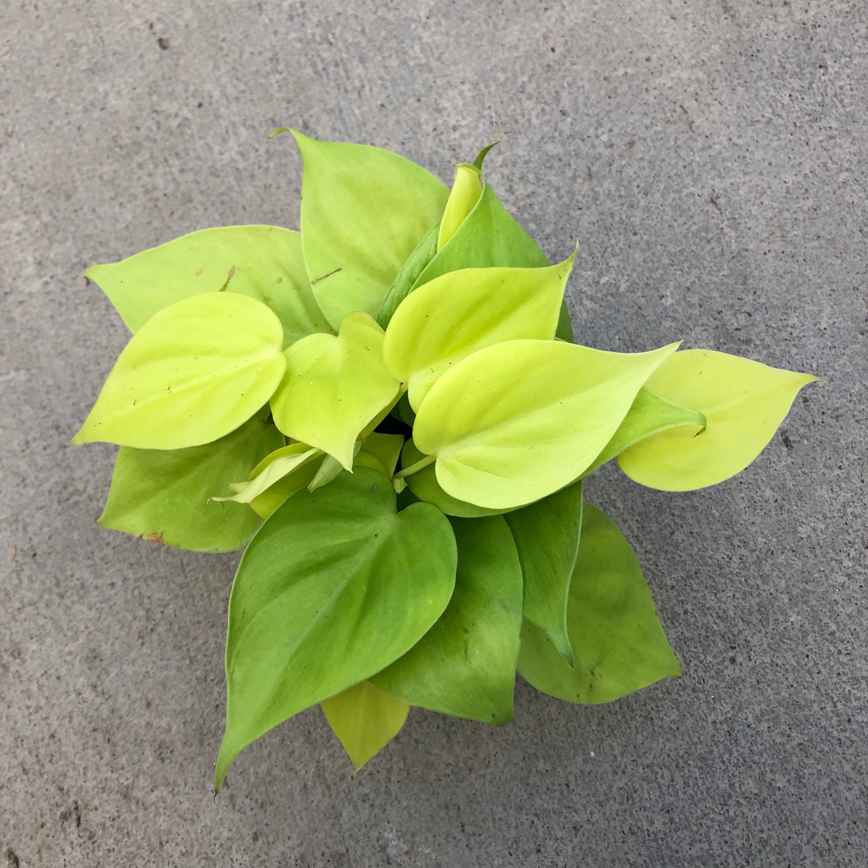 philodendron heartleaf neon Philodendron cordatum 'Neon' (Heartleaf) – Southern Idaho Landscape Center