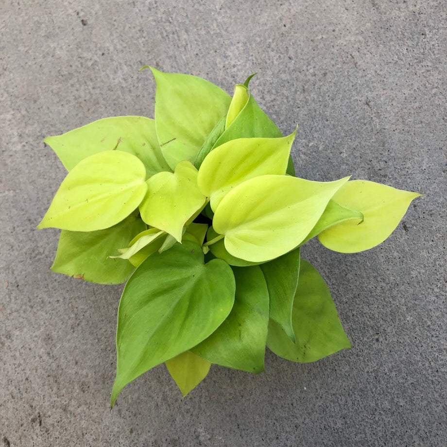 Philodendron cordatum 'Neon' (Heartleaf) – Southern Idaho