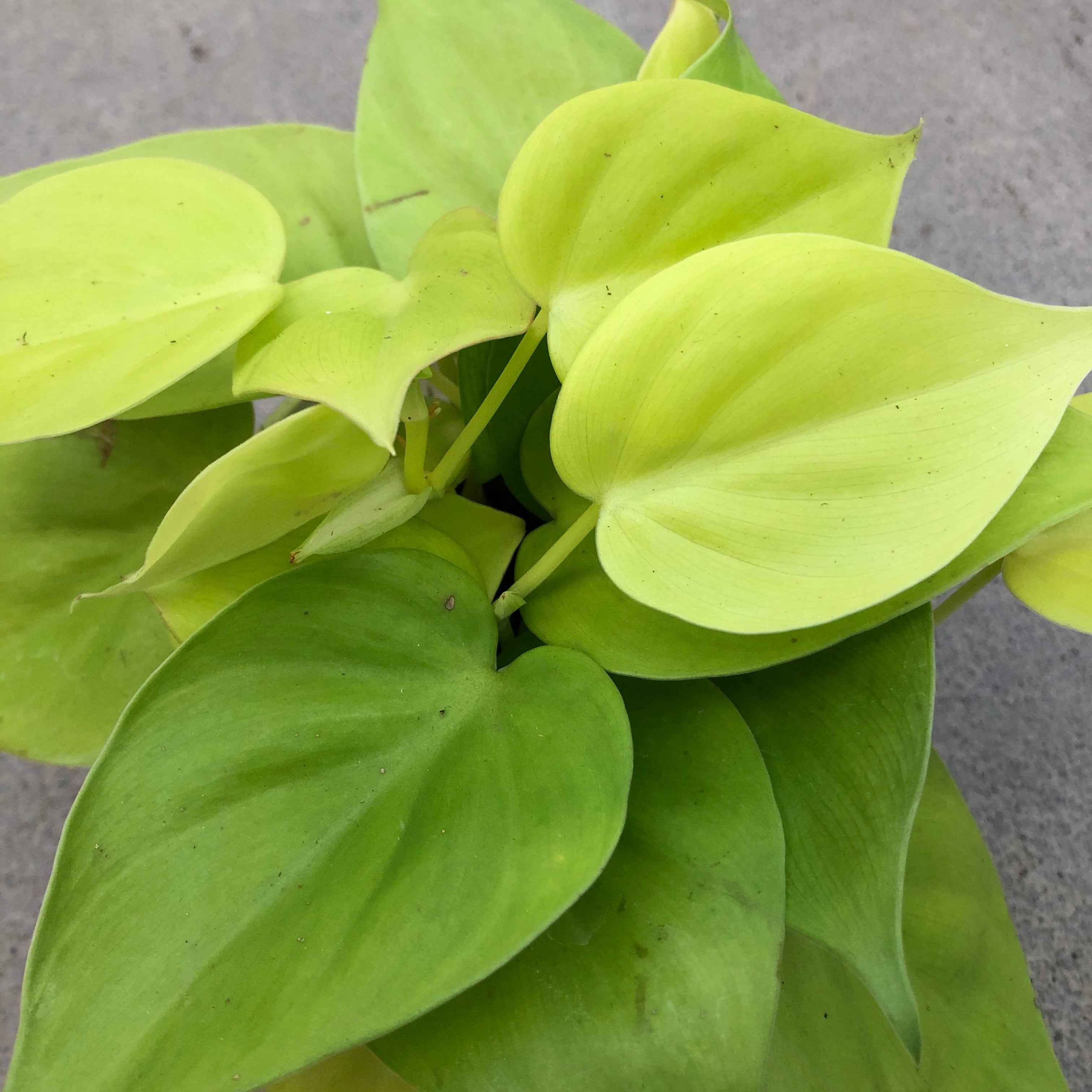 heart leaf philodendron neon Philodendron cordatum 'Neon' (Heartleaf) – Southern Idaho Landscape Center