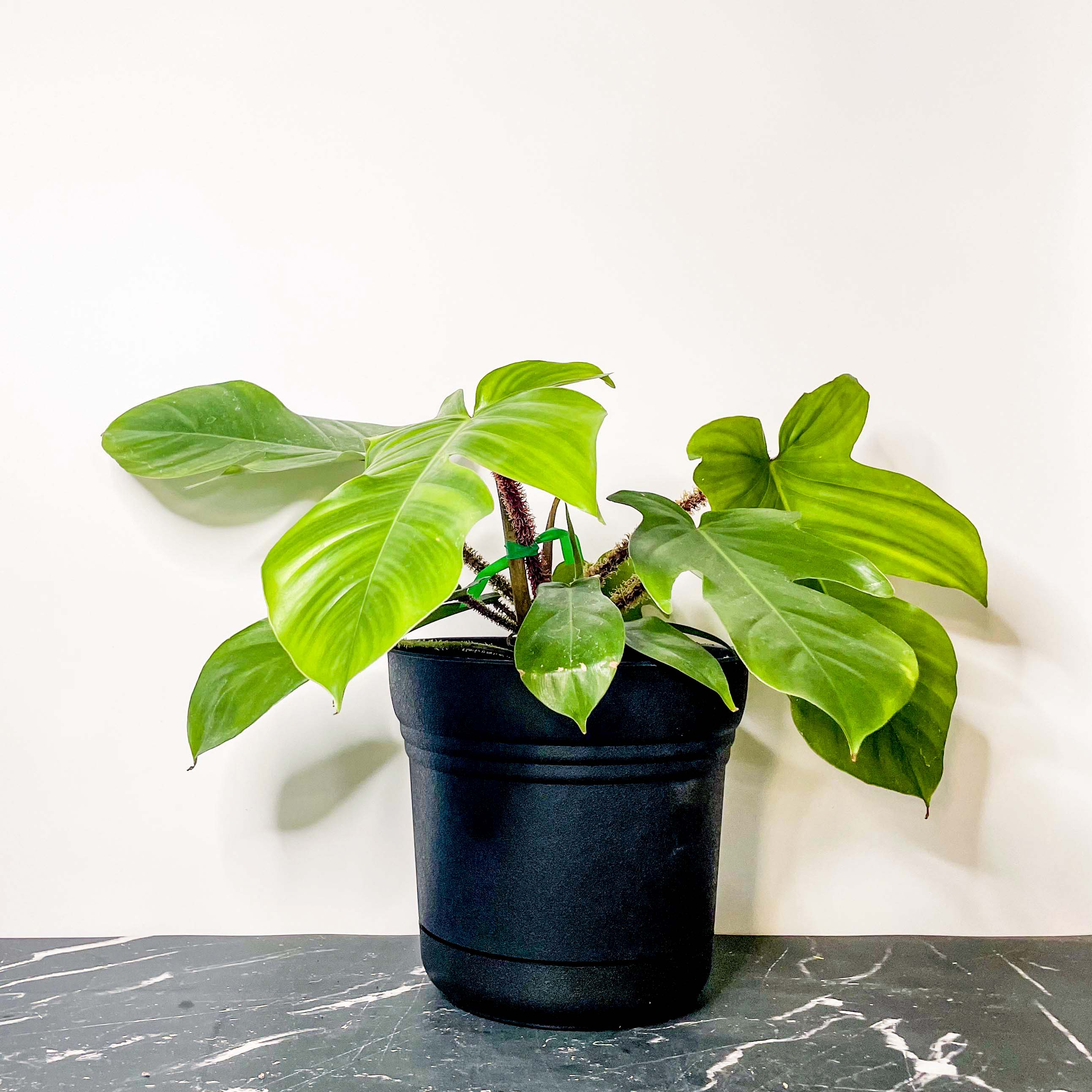 philodendron acutatum price Philodendron squamiferum