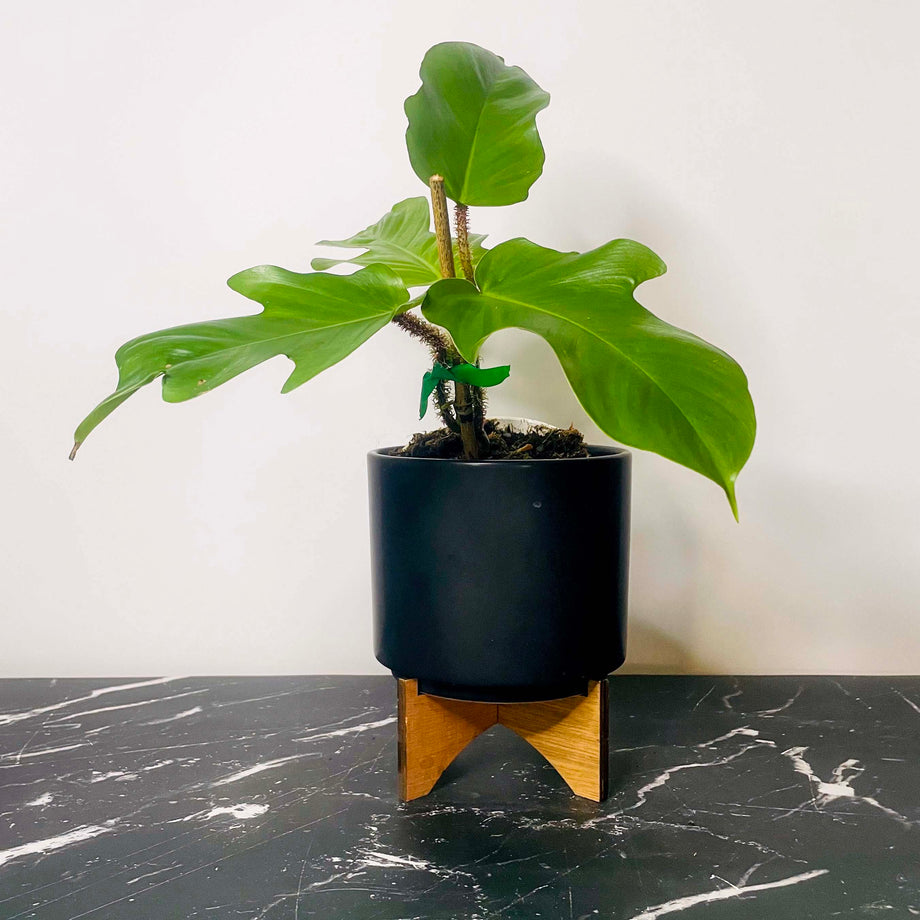 Philodendron squamiferum