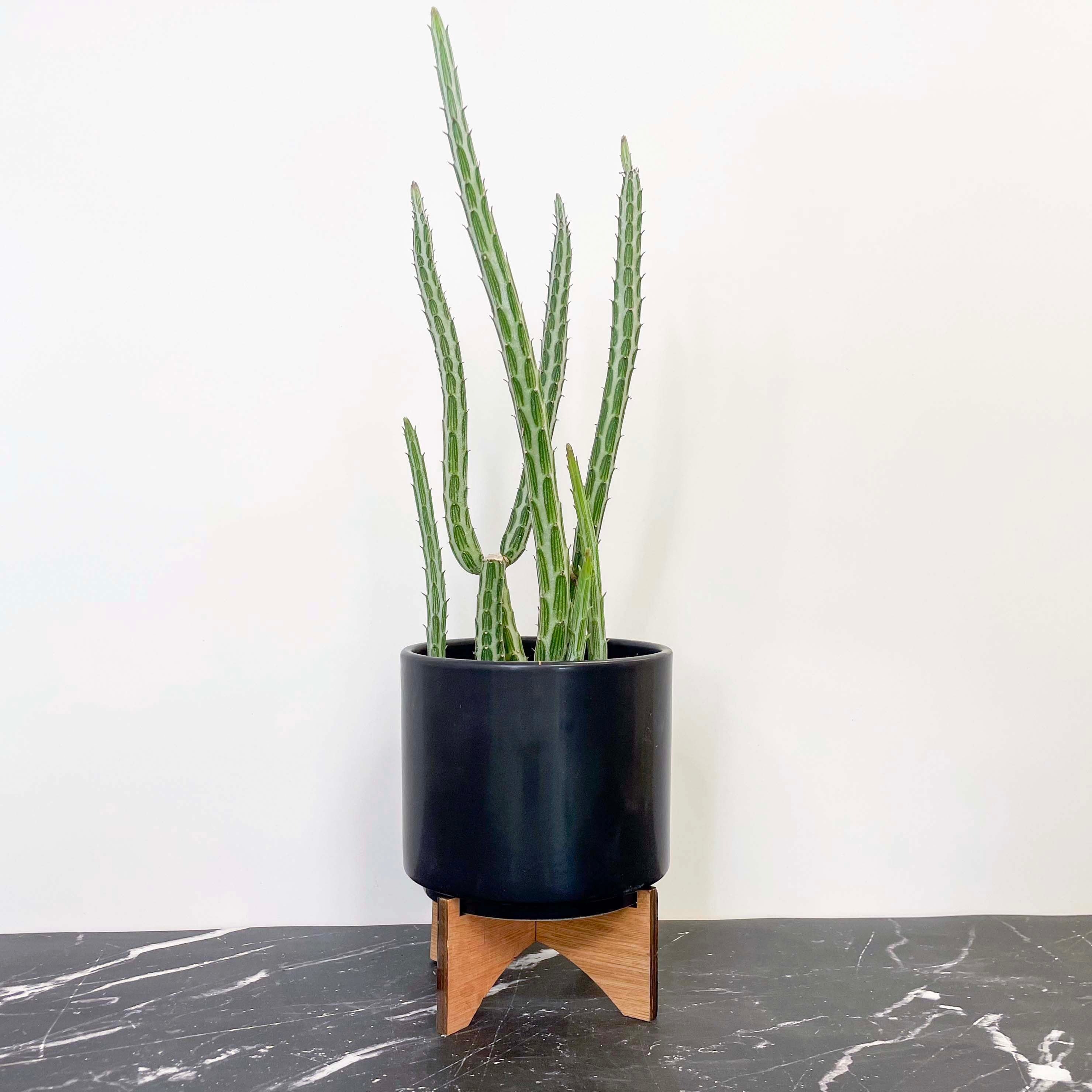 senecio snake plant Senecio stapeliiformis (Pickle Plant)